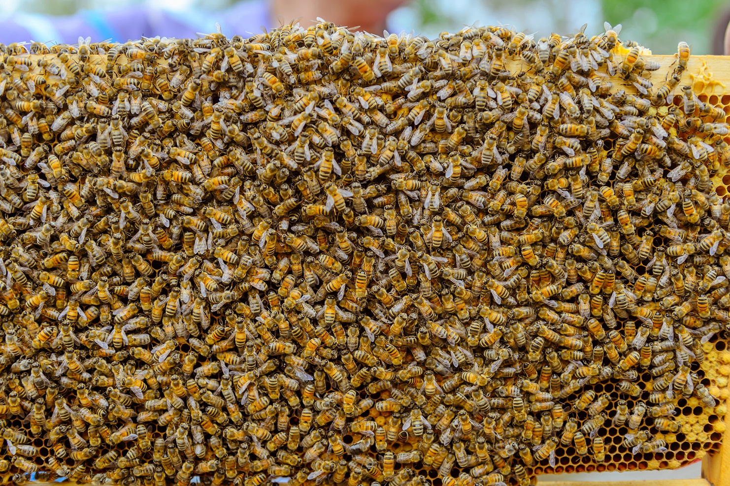 a swarm of honeybees