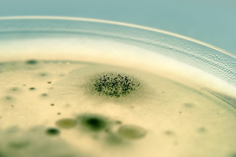 mold and bacteria