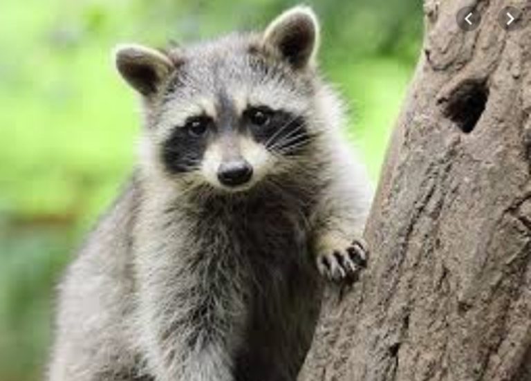 racoon