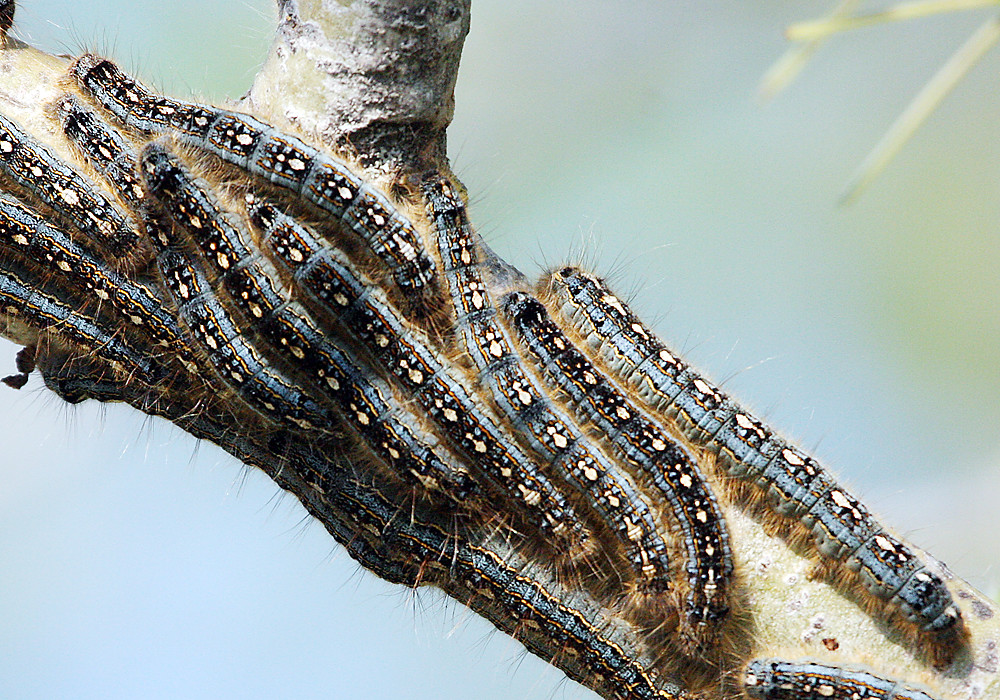 army worms crawling on branch