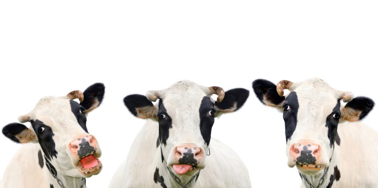 three cute cows