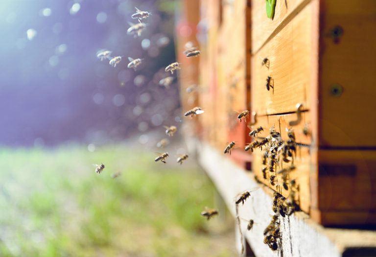 bees flying