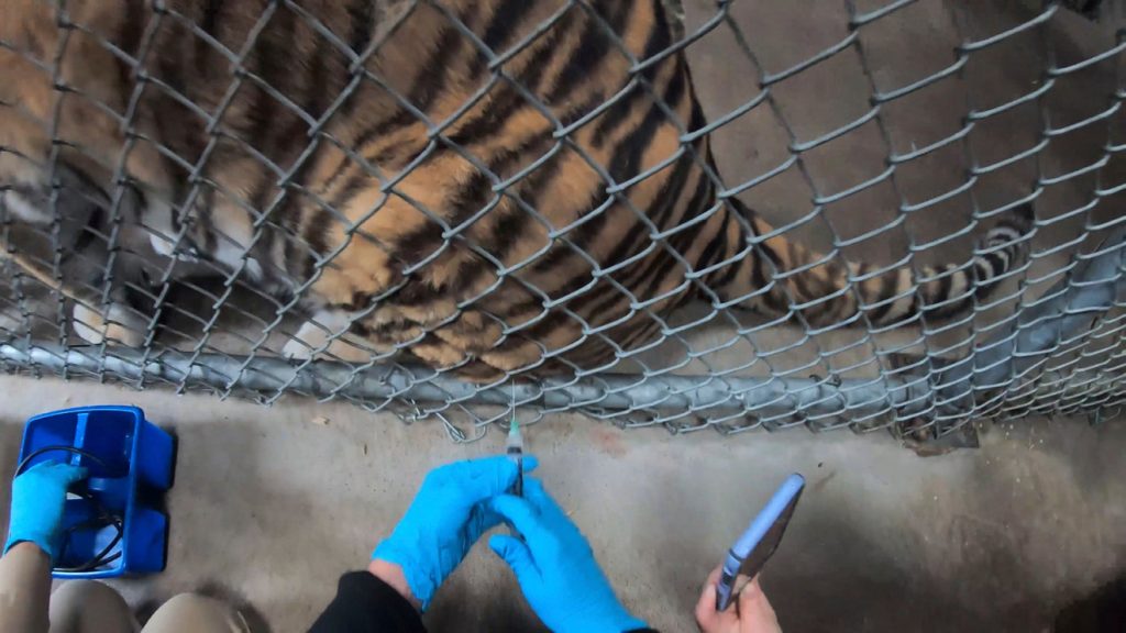 giving vaccine to tiger in a zoo