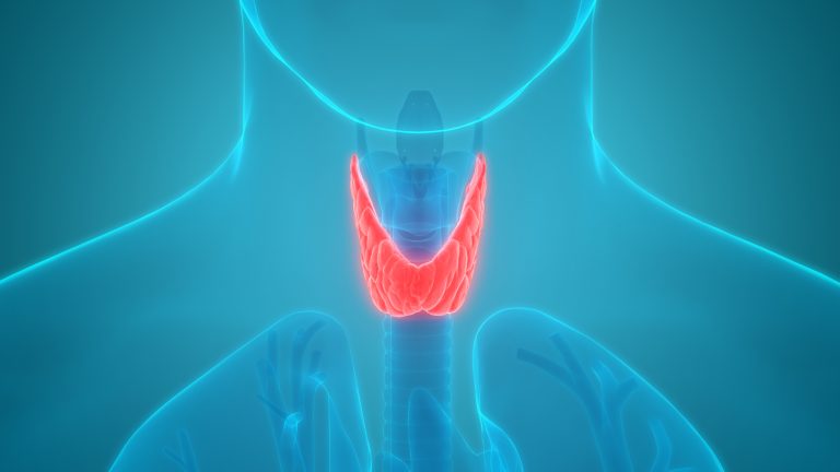 thyroid gland illustration