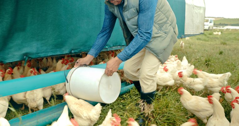 man feeding chickens